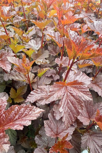 Пухироплідник калинолистий `Діаболе д`Ор Міндіа`|Physocarpus opulifolius `Diable d`Or Mindia`|Пузыреплодник калинолистный `Диаболе д`Ор Миндиа`  